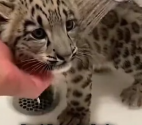 A0206006 Un pequeño leopardo de las nieves llegó corriendo hacia mí, muerto de miedo y buscando ayuda.