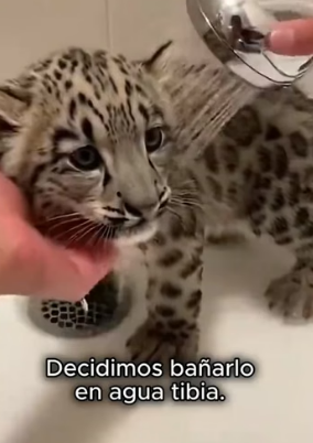 A0206006 Un pequeño leopardo de las nieves llegó corriendo hacia mí, muerto de miedo y buscando ayuda.