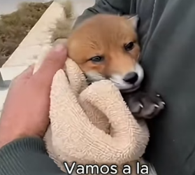 A0206008 Lo encontré casi congelado en el hielo… pensé que no lo lograría. Hoy duerme tranquilo, abrazado a  (Part 2)