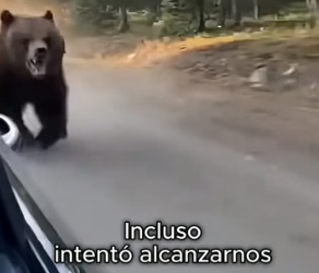A0206007 Neta no manches… un mapache se me metió al coche huyendo de un oso. (Part 2)