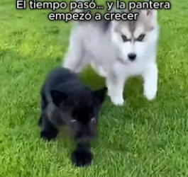 A0206010 Mi perro encontró algo que jamás imaginé… una panterita  (Part 2)