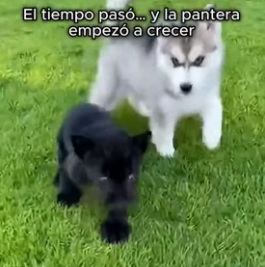 A0206010 Mi perro encontró algo que jamás imaginé… una panterita  (Part 2)