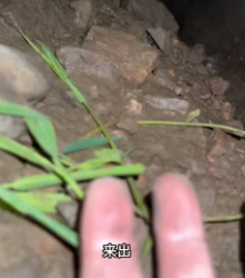 S3005001 A silent film with a happy ending—that is the definition of animal rescue (Part 2)