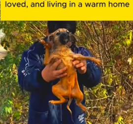 T1305009 A tiny puppy abandoned in a trash bin (Part 2)