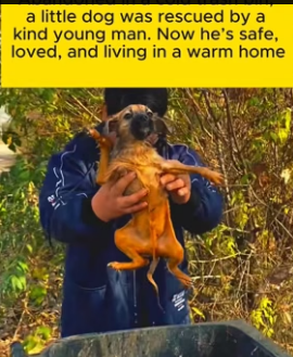 T1305009 A tiny puppy abandoned in a trash bin (Part 2)