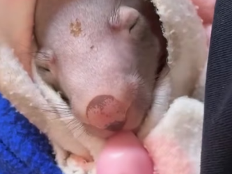 S2105002 Cute baby wombat (Part 2)
