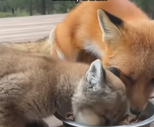 P0306001 Man’s fox takes mountain lion cub to raise (Part 2)
