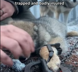 F0306010 Rescue gray wolf pup (Part 2)
