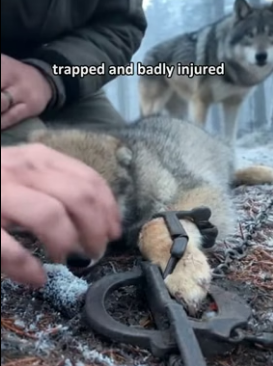 F0306010 Rescue gray wolf pup (Part 2)