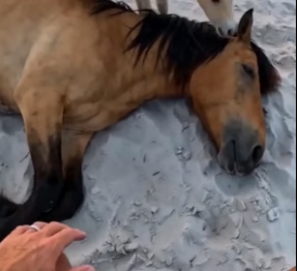F0306012 I was running on Corolla Beach in the Outer Banks this morning. I saw a wild mustang lying in  (Part 2)