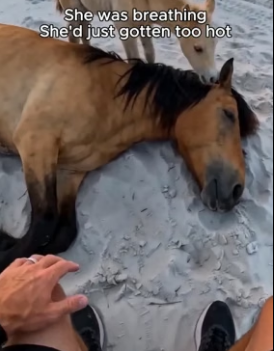 F0306012 I was running on Corolla Beach in the Outer Banks this morning. I saw a wild mustang lying in  (Part 2)