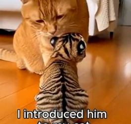 F0306001 You Won’t Believe This House Cat Is Raising a Tiger Cub (Part 2)