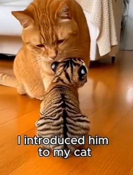 F0306001 You Won’t Believe This House Cat Is Raising a Tiger Cub (Part 2)