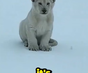F0306004 I Found an Abandoned White Lion Cub and This Happened. (Part 2)