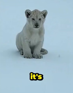 F0306004 I Found an Abandoned White Lion Cub and This Happened. (Part 2)