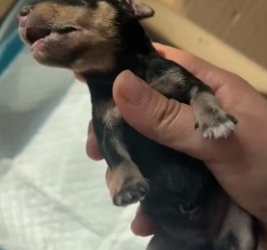 H0306006 I found the newborn puppy stiff and stopped breathing, and then this happened (Part 2)