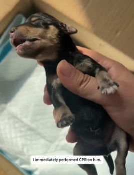 H0306006 I found the newborn puppy stiff and stopped breathing, and then this happened (Part 2)