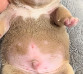 H0306003 I discovered my dog had given birth to a puppy that was completely stiff, and then this happened (Part 2)