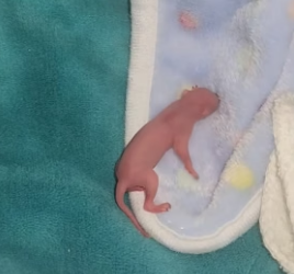 H0306008 I rescued a newborn squirrel baby that had fallen into an ant nest and was being eaten by ants (Part 2)