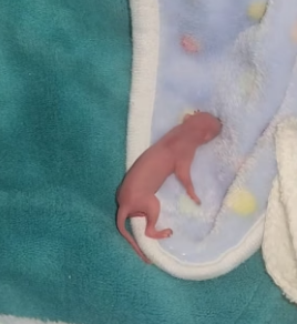 H0306008 I rescued a newborn squirrel baby that had fallen into an ant nest and was being eaten by ants (Part 2)