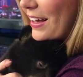 H0306001 I found a shivering orphaned bear cub in the snow, I rescued him,and then (Part 2)