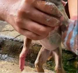 H0306011 I rescued a baby monkey that wastrapped in the mud, and then. (Part 2)