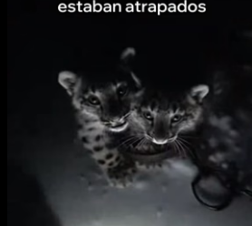 V0306005 Esta Leopardo De Las Nieves Salvó a Sus Crías (Part 2)