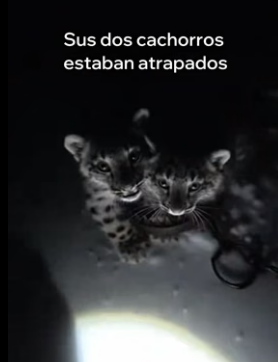 V0306005 Esta Leopardo De Las Nieves Salvó a Sus Crías (Part 2)