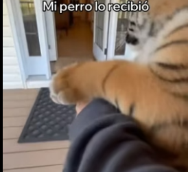 V0306006 Rescaté a Este Tigre De Un Zoológico Abandonado (Part 2)