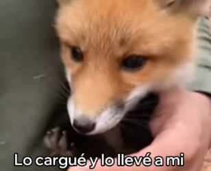 V0306001 Rescaté a Este Zorro y Algo Increíble Pasó (Part 2)