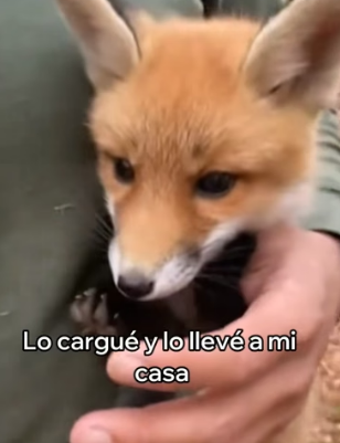 V0306001 Rescaté a Este Zorro y Algo Increíble Pasó (Part 2)
