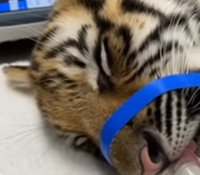 F2403004 An Elephant Gave Me a Tiger Cub (Part 2)
