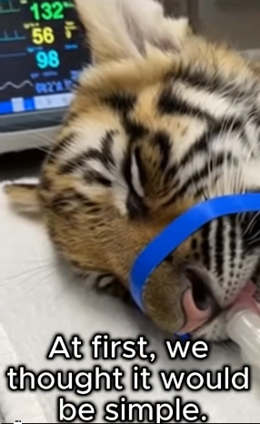 F2403004 An Elephant Gave Me a Tiger Cub (Part 2)