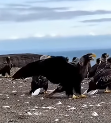R2503008 Eagles United to Save a Dog from a Sea Lion (Part 2)