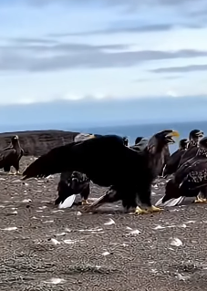 R2503008 Eagles United to Save a Dog from a Sea Lion (Part 2)