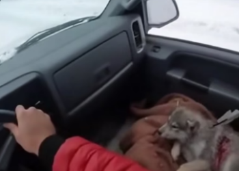 C0306005 A female wolf stopped the car for help ❤️ (Part 2)