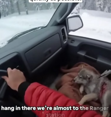 C0306005 A female wolf stopped the car for help ❤️ (Part 2)