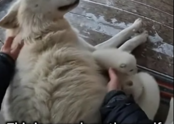 C0306003 Wolf family rescued (Part 2)