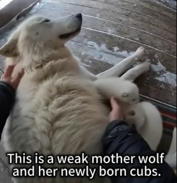 C0306003 Wolf family rescued (Part 2)