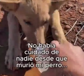 A0406009 A rescue dog is a treasure hunt where the map is written in patience and the gold is love (Part 2)
