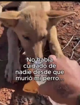 A0406009 A rescue dog is a treasure hunt where the map is written in patience and the gold is love (Part 2)
