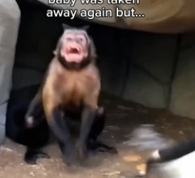 G0406008 The monkey that lost her babies…and the kitten that changed everything ♥️ (Part 2)