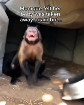 G0406008 The monkey that lost her babies…and the kitten that changed everything ♥️ (Part 2)