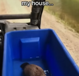 T0406006 Saving a platypus (Part 2)