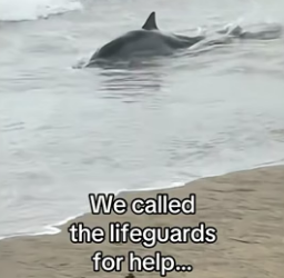 T0406008 Seal saves dolphin (Part 2)