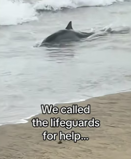 T0406008 Seal saves dolphin (Part 2)