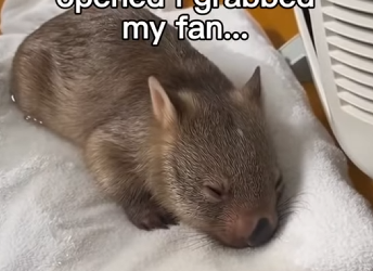 P0106005 Wombat For The Win 😅 (Part 2)