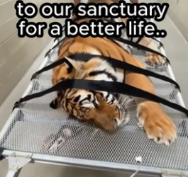 T3006005 Animals feel too ❤️ (Part 2)