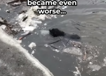 H0506017 Dog Hugs Rescuer After Emotional Rescue (Part 2)
