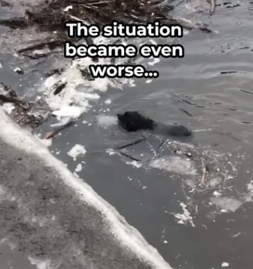 H0506017 Dog Hugs Rescuer After Emotional Rescue (Part 2)